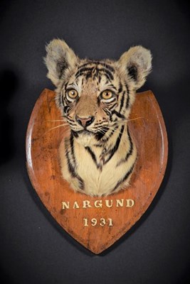 Lot 302 - Taxidermy: A Very Rare Pair of Indian Tiger Cubs (Panthera tigris tigris), dated 1931, Nargund,...