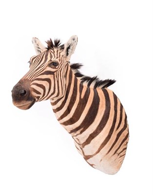 Lot 303 - Taxidermy: Burchell's Zebra (Equus quagga), modern, South Africa, a superb quality example of...