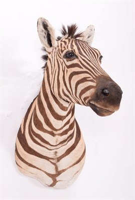 Lot 303 - Taxidermy: Burchell's Zebra (Equus quagga), modern, South Africa, a superb quality example of...