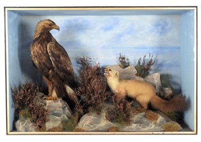 Lot 304 - Taxidermy: A Large Late Victorian Cased Golden Eagle & Pine Marten (Aquila chrysaetos / Martes...