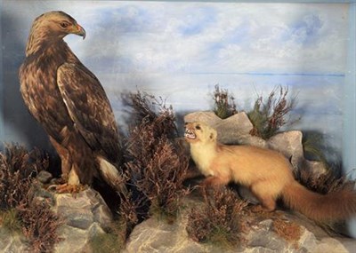 Lot 304 - Taxidermy: A Large Late Victorian Cased Golden Eagle & Pine Marten (Aquila chrysaetos / Martes...