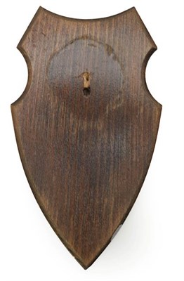 Lot 305 - Taxidermy: Shields, sixty similar shaped dark oak shields, 12cm by 21cm, (60) used.