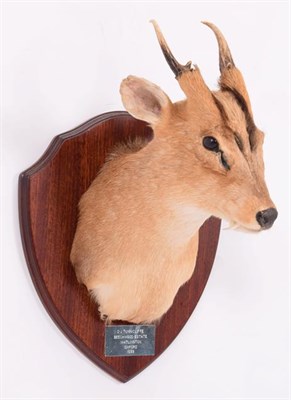Lot 306 - Taxidermy: Reeves's Muntjac Deer (Muntiacini), dated 1999, Beechwood Estate, Watlington,...