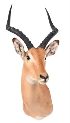 Lot 307 - Taxidermy: Common Impala (Aepyceros melampus), modern, South Africa, adult male shoulder mount,...