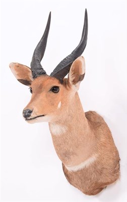 Lot 309 - Taxidermy: Cape Bushbuck (Tragelaphus sylvaticus), dated 2003, Mananga, South Africa, adult...