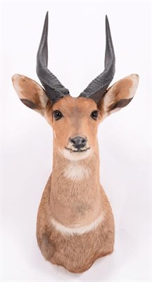 Lot 309 - Taxidermy: Cape Bushbuck (Tragelaphus sylvaticus), dated 2003, Mananga, South Africa, adult...