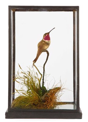 Lot 310 - Taxidermy: A Cased Ruby-Throated Hummingbird (Archilochus colubris), perched atop a small...