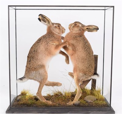 Lot 312 - Taxidermy: A Cased Pair of Boxing March Hare's (Lepus europaeus), modern, by A.J. Armitstead,...