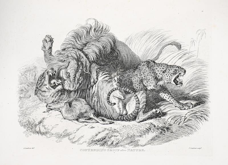 Lot 56 - Landseer (Edwin). Engravings of Lions, Tigers, Panthers, Leopards, Dogs, etc., chiefly after...