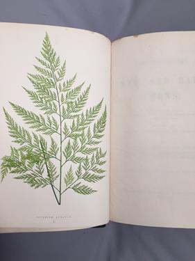 Lot 57 - Lowe (Edward Joseph). Ferns: British and Exotic, 1st edition, mixed issues, London: Groombridge and
