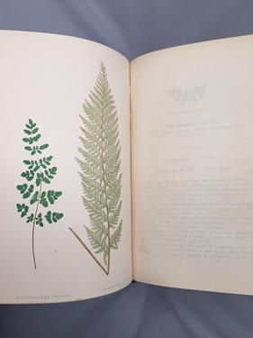 Lot 57 - Lowe (Edward Joseph). Ferns: British and Exotic, 1st edition, mixed issues, London: Groombridge and