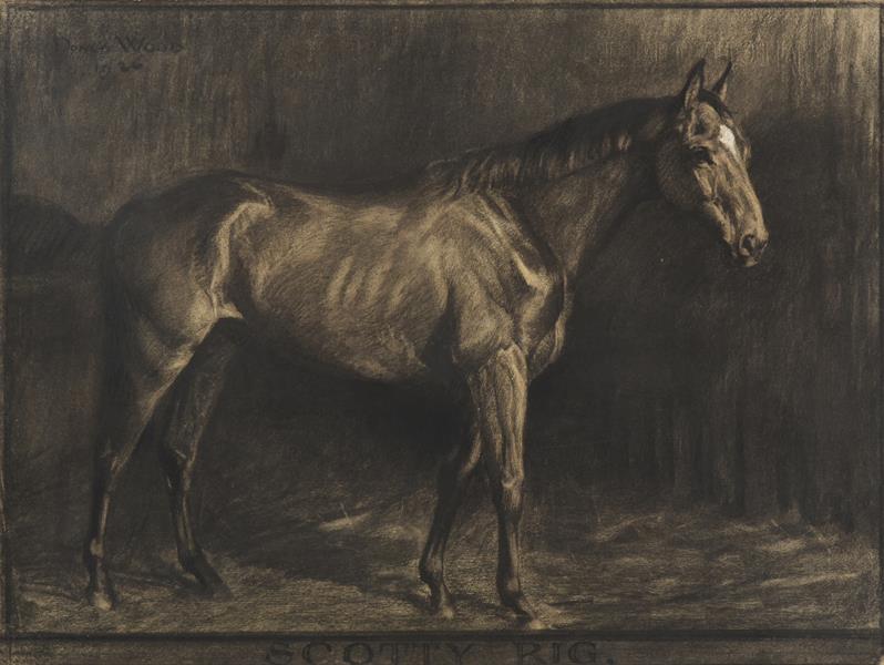 Lot 1117 - Donald Wood (1889-1953)  Study of the racehorse Scotty Rig  Signed and dated 1926, charcoal,...
