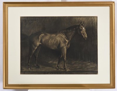 Lot 1117 - Donald Wood (1889-1953)  Study of the racehorse Scotty Rig  Signed and dated 1926, charcoal,...