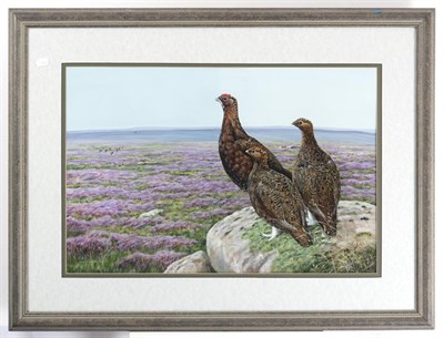 Lot 1121 - Richard Whittlestone (b.1963)  Grouse in heather moorland  Signed, gouache, 49cm by 74cm   See...