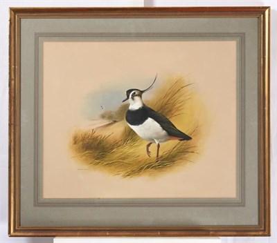 Lot 1122 - Raymond C Watson (1935-1994)  Lapwing Signed, watercolour and bodycolour, 45cm by 56cm...