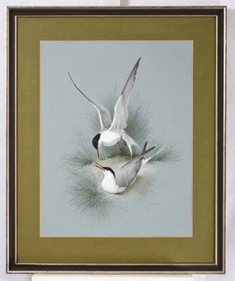 Lot 1123 - Raymond C Watson (1935-1994)  Pair of Terns  Signed, watercolour and bodycolour, 58cm by 45cm...