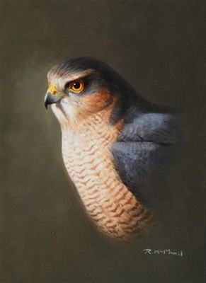 Lot 1124 - Rodger McPhail (b.1953)  Study of a male Sparrow Hawk Signed, gouache, 18.5cm by 14cm...