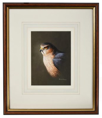Lot 1124 - Rodger McPhail (b.1953)  Study of a male Sparrow Hawk Signed, gouache, 18.5cm by 14cm...