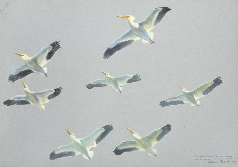 Lot 1126 - Arthur Spencer Roberts (1920-1997) Irish  ''Pelicans in Flight'' Signed, inscribed and dated...