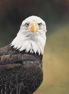 Lot 1128 - Alan M Hunt (b.1947)  Bald Eagle  Signed and dated 1992, gouache, 48cm by 35.5cm   Artist's...