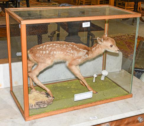 Lot 1148 - ~ Taxidermy: A cased fallow deer fawn, 62cm by 32cm by 48cm