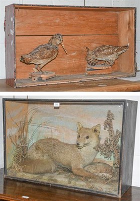 Lot 1162 - Taxidermy: A Cased Victorian Red Fox (Vulpes vulpes), a full mount adult laid within a natural...