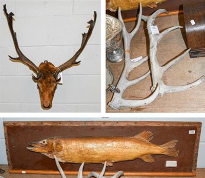Lot 1195 - A late 19th century fallow deer head mount, together with a pair of cast red deer antlers, also...