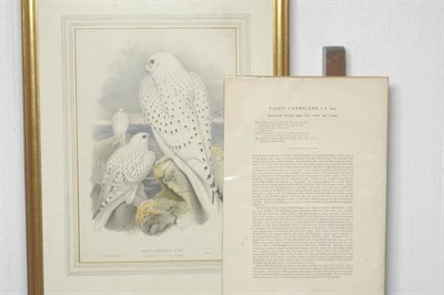 Lot 731 - Joseph Wolf and H..C..Richter (19th century)  "Greenland Falcon, Light Race Adult and Young,...