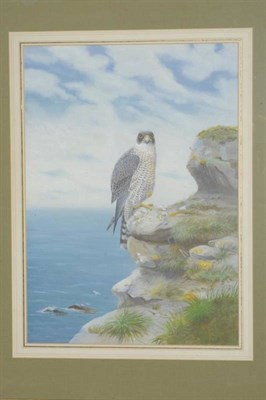 Lot 785 - Richard Robjent (b.1937)  Peregrine Falcon on a rocky outcrop Signed and dated 1981, inscribed...