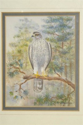 Lot 786 - Richard Robjent (b.1937)  "Goshawk " Signed and dated 1982, inscribed verso, pencil and watercolour