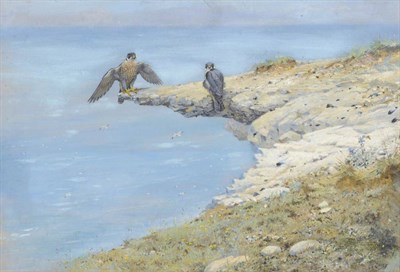 Lot 791 - George Edward Lodge (1860-1954)  "Peregrine " Signed, inscribed verso, watercolour and gouache...