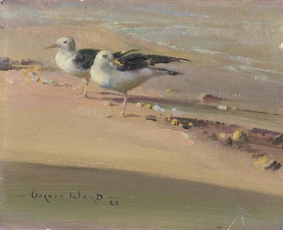 Lot 1112 - Vernon de Beauvoir Ward (1905-1985) Two gulls on a beach Signed and indistinctly dated, oil on...