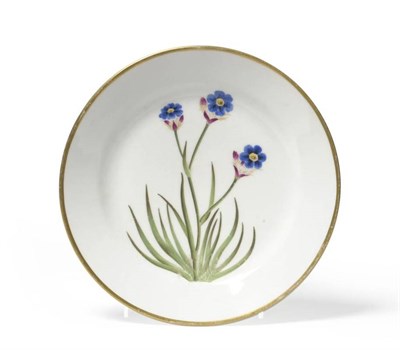 Lot 63 - A Swansea Porcelain Botanical Dessert Plate, circa 1820, painted in colours with Grass-Leafed...