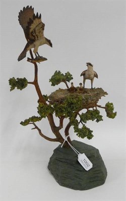 Lot 1002 - Border Fine Arts 'Ospreys' with nest, chicks and fish, model No. L38 by Ray Ayres, limited...
