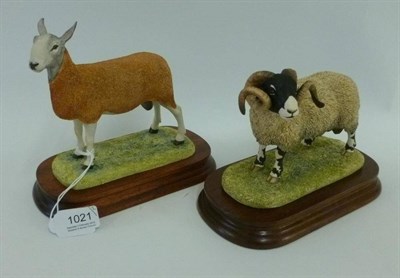 Lot 1021 - Border Fine Arts 'Swaledale Tup (The Monarch of the Dales)', model No. L148 by ray Ayres,...