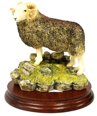 Lot 1041 - Border Fine Arts 'Herdwick Tup', model No. BO705 by Ray Ayres, 17.8cm high, ltd. edition No....