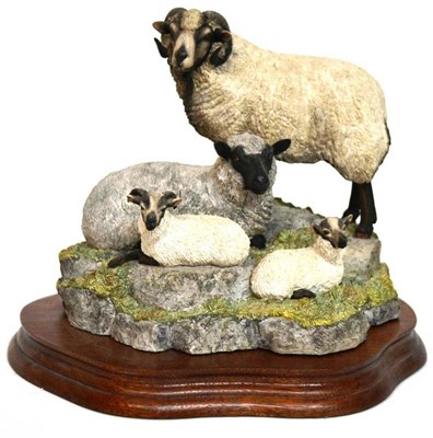 Lot 1024 - Border Fine Arts 'Shetland Sheep Family Group' (Katmoget), model No. B0597C by Ray Ayres,...