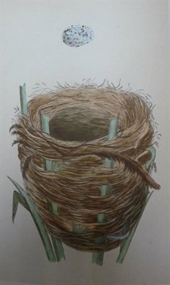 Lot 156 - Morris (F.O.) A Natural History of the Nests and Eggs of British Birds, 1870, 3 vols., 2nd edition