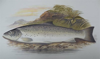 Lot 265 - Houghton (W.) British Freshwater Fishes, nd. [c1879], folio, 41 coloured plates, later half-morocco