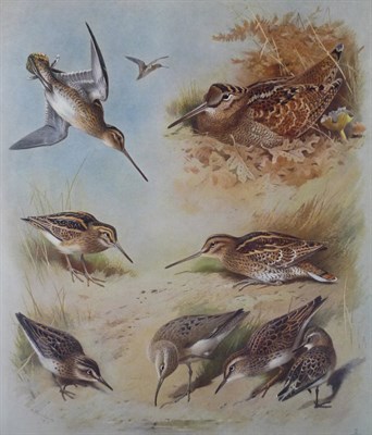 Lot 288 - Thorburn (A.) British Birds, 1917-18, 4 vols., 4to., 3rd & 2nd editions, 82 colour plates, original