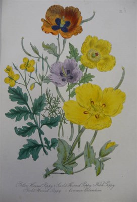 Lot 125 - Loudon (Mrs.) British Wild Flowers, 1846, 4to., 60 hand-coloured plates (some foxing), cloth (worn