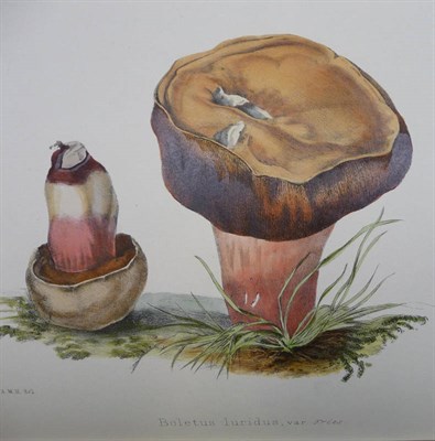 Lot 187 - Hussey (T.J.) Illustrations of British Mycology .., 1855, second series, 4to., 50 hand-coloured...