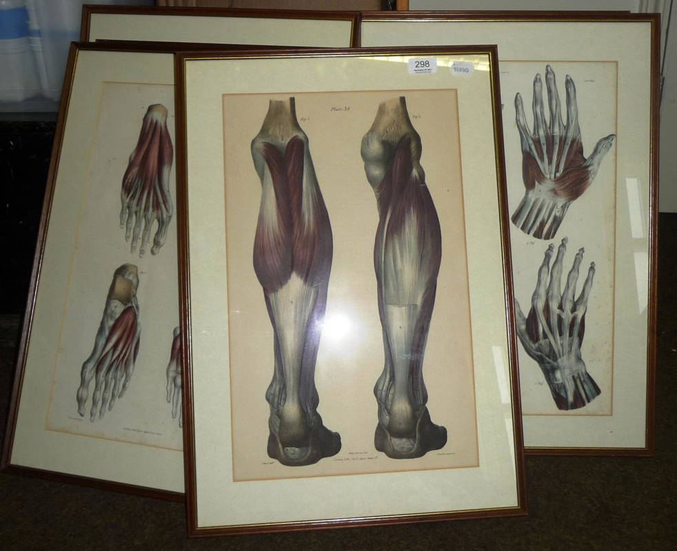 Lot 298 - Six Framed Anatomical Book Plates, featuring