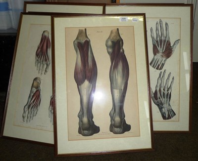 Lot 298 - Six Framed Anatomical Book Plates, featuring arms, hands, legs and feet by John Taylor, Upper Gower