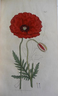 Lot 131 - Smith (James Edward) & Sowerby (James) English Botany; or, Coloured Figures of British Plants...