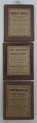 Lot 193 - Equine Anatomy Anon., The Muscles of the Horse .., 1848, Fores, folding, hand coloured...