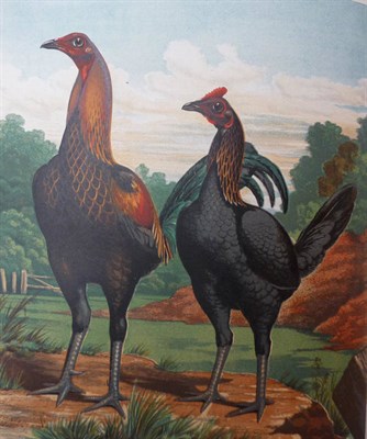 Lot 199 - Wright (Lewis) The Illustrated Book of Poultry .., nd. Cassell & Co. 4to., 50 chromolitho...