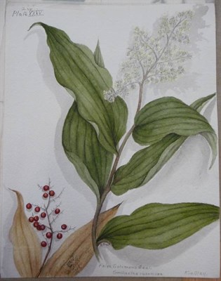 Lot 90 - Botanical Illustrations - Original Artwork A collection of botanical illustrations, signed E...