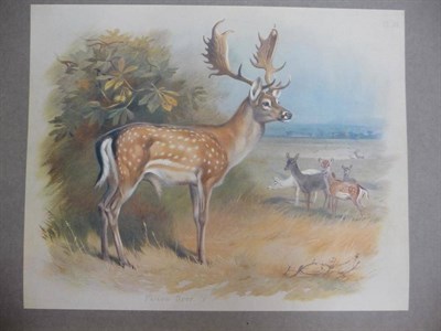 Lot 152 - Thorburn (A.) British Mammals, 1920, large 4to, numbered large paper limited edition of 155,...