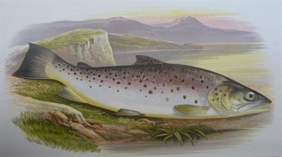 Lot 64 - Houghton (W.) British Fresh-Water Fishes, nd., William Mackenzie, one volume bound as two, 41...